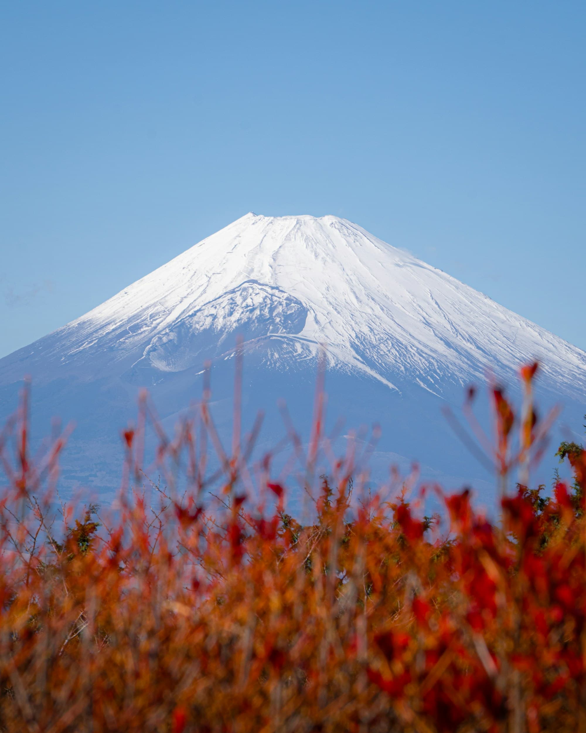 Mount Fuji rising above autumn foliage