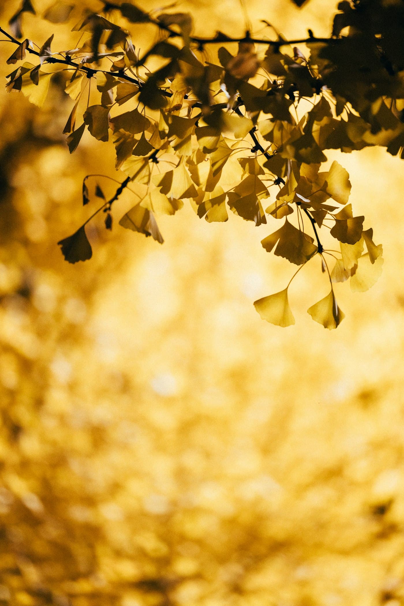 Golden ginkgo leaves creating a bright autumn scene in Tokyo