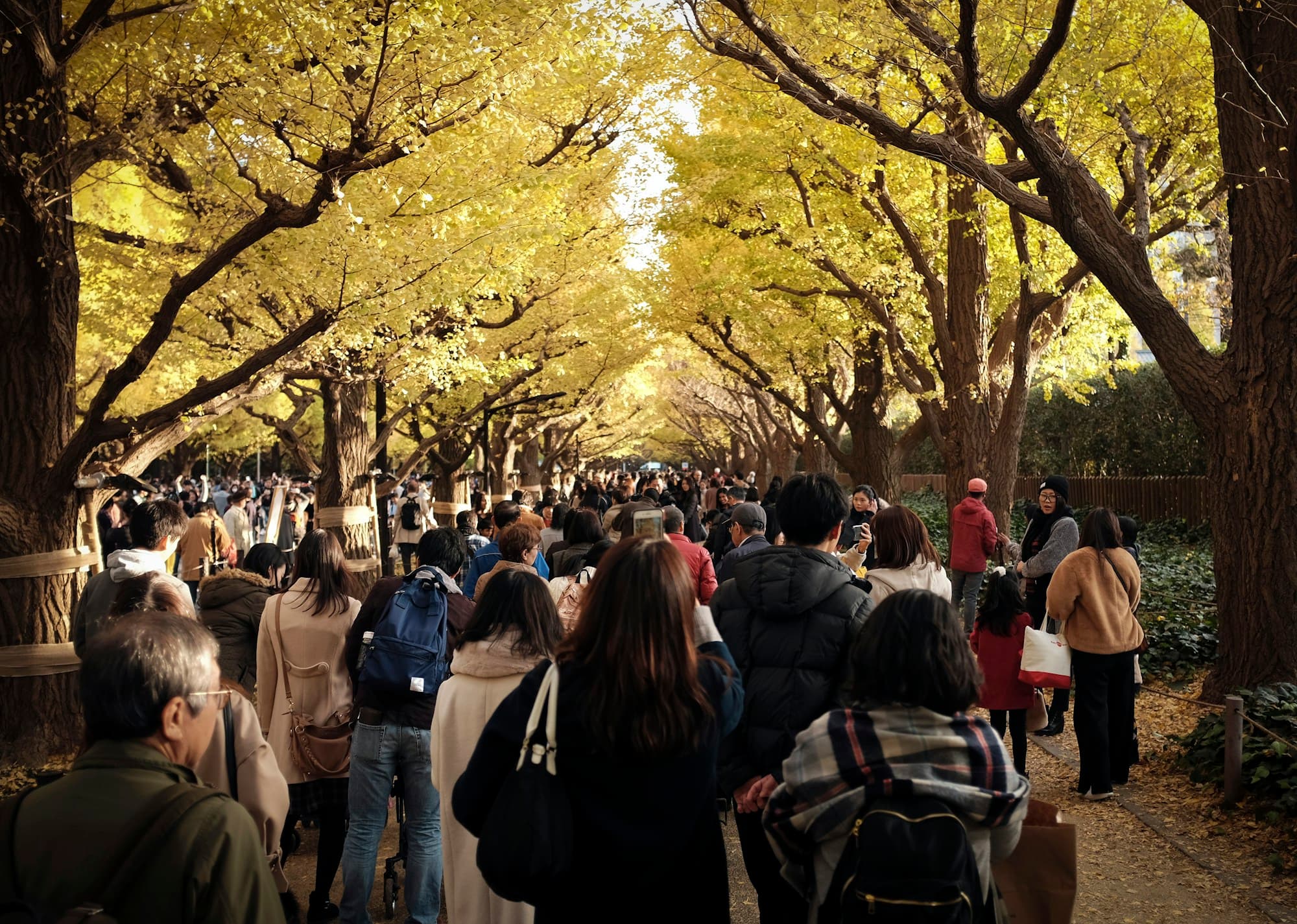 People standing under golden ginkgo trees in Tokyo during autumn