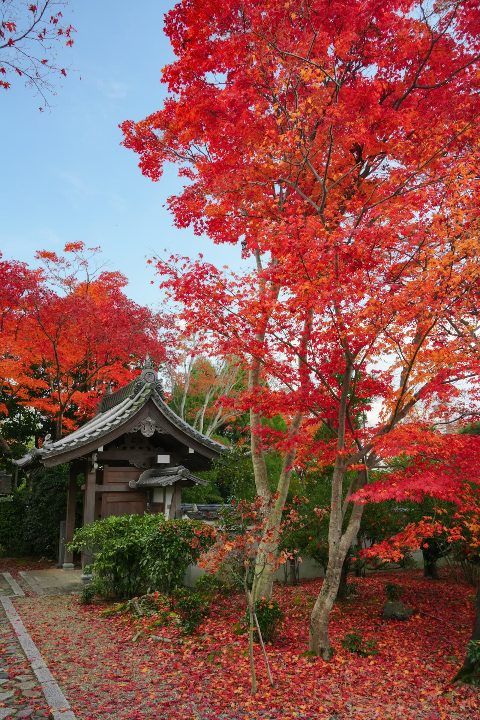 Autumn in Japan 2026: Foliage Dates, Routes & Tips