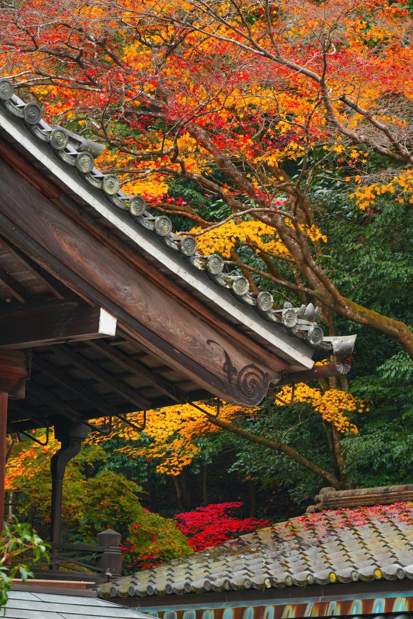 Japanese temple roof framed by vibrant autumn foliage in Kyoto