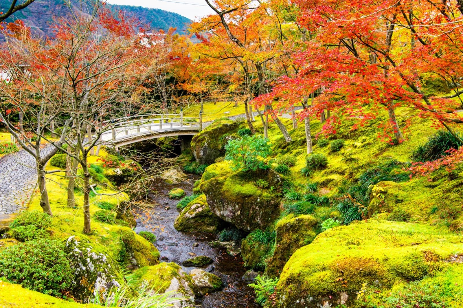 The moss garden at the Hakone Museum of Art — a wooden arched bridge and red maples over a mossy stream in autumn