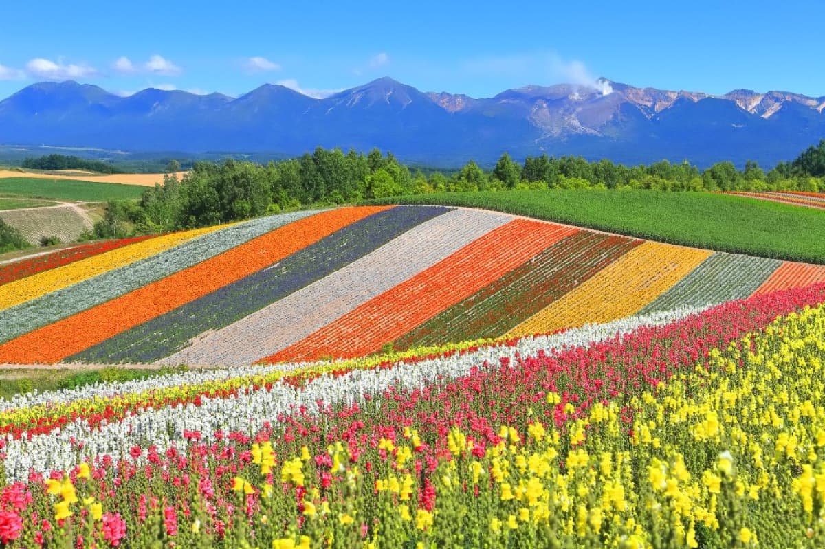 Rolling farmland and flower fields in Biei with the Tokachi mountain range on the horizon