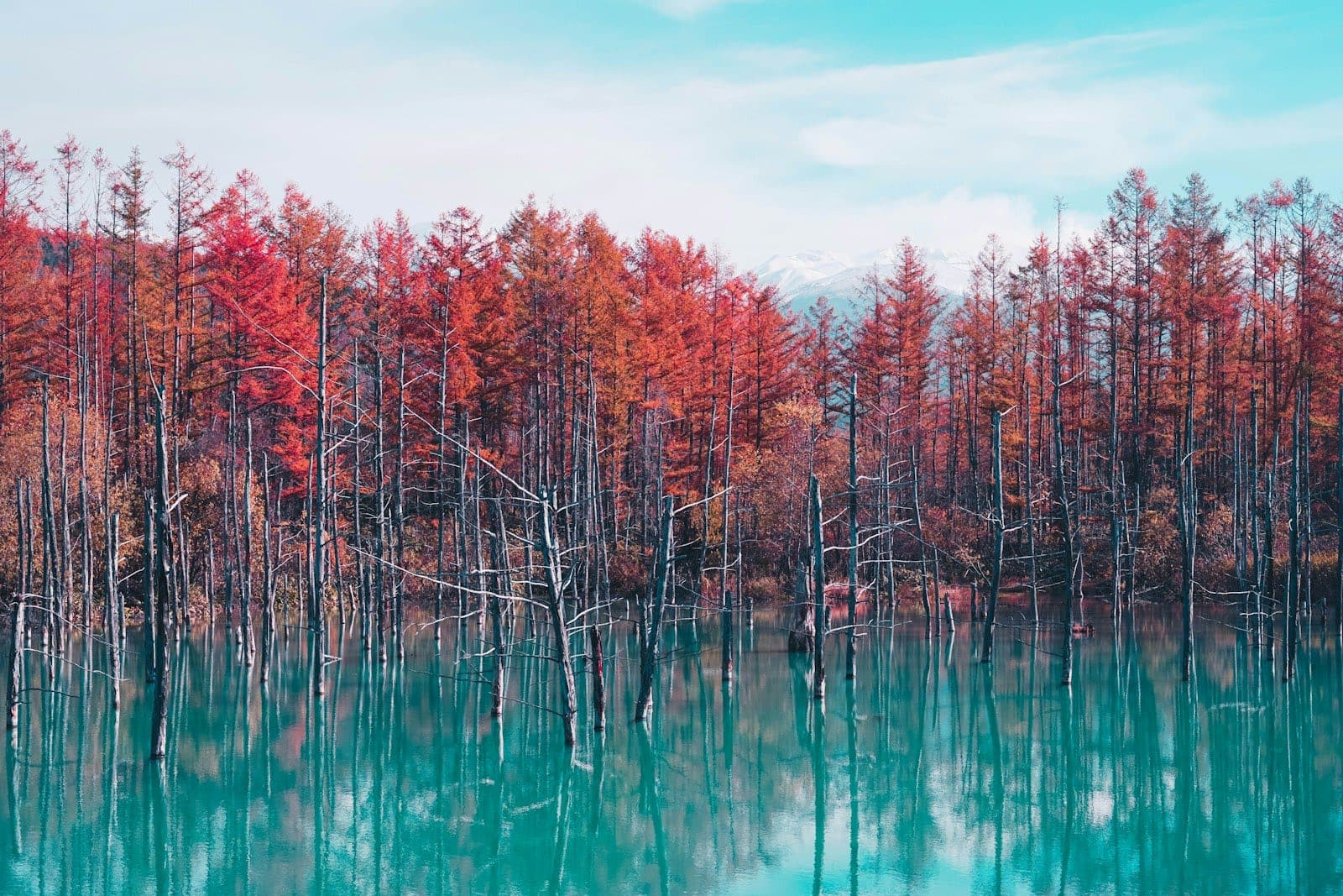 Hokkaido Autumn Leaves 2026: When to Go, Where to Be, and What It Actually Costs