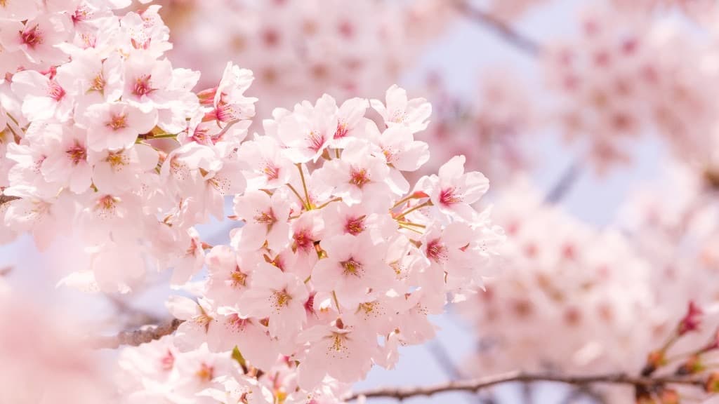 Cherry blossom trees in full bloom under a bright blue spring sky with white clouds