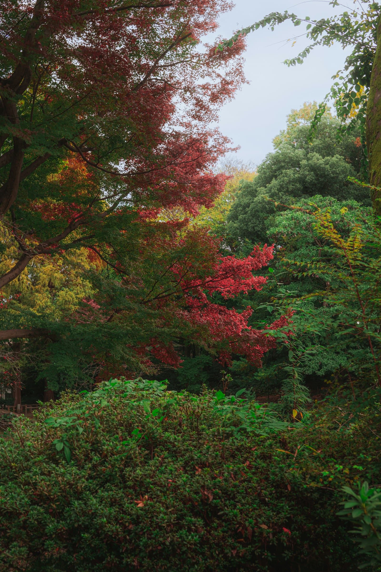 Autumn maple foliage in a Tokyo park with vibrant red and green leaves