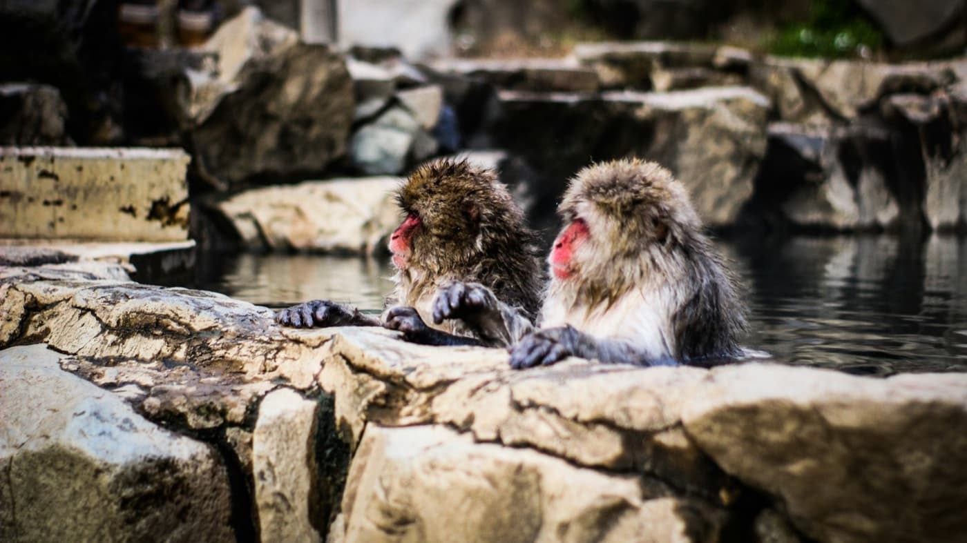 Jigokudani Monkey Park: The Honest, Practical Guide to Seeing Japan's Snow Monkeys