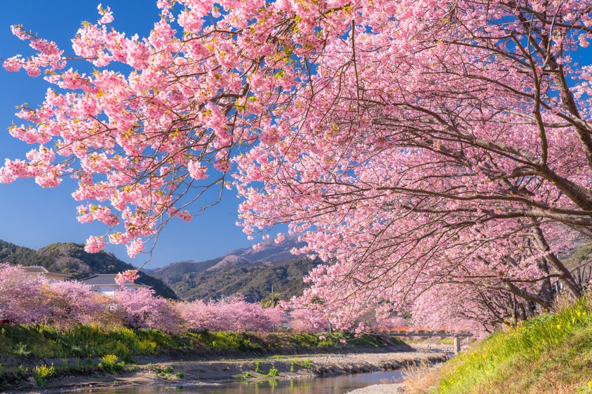 Kawazu-zakura branches in full bloom arching over the Kawazu River, with a red bridge and the Izu hills behind