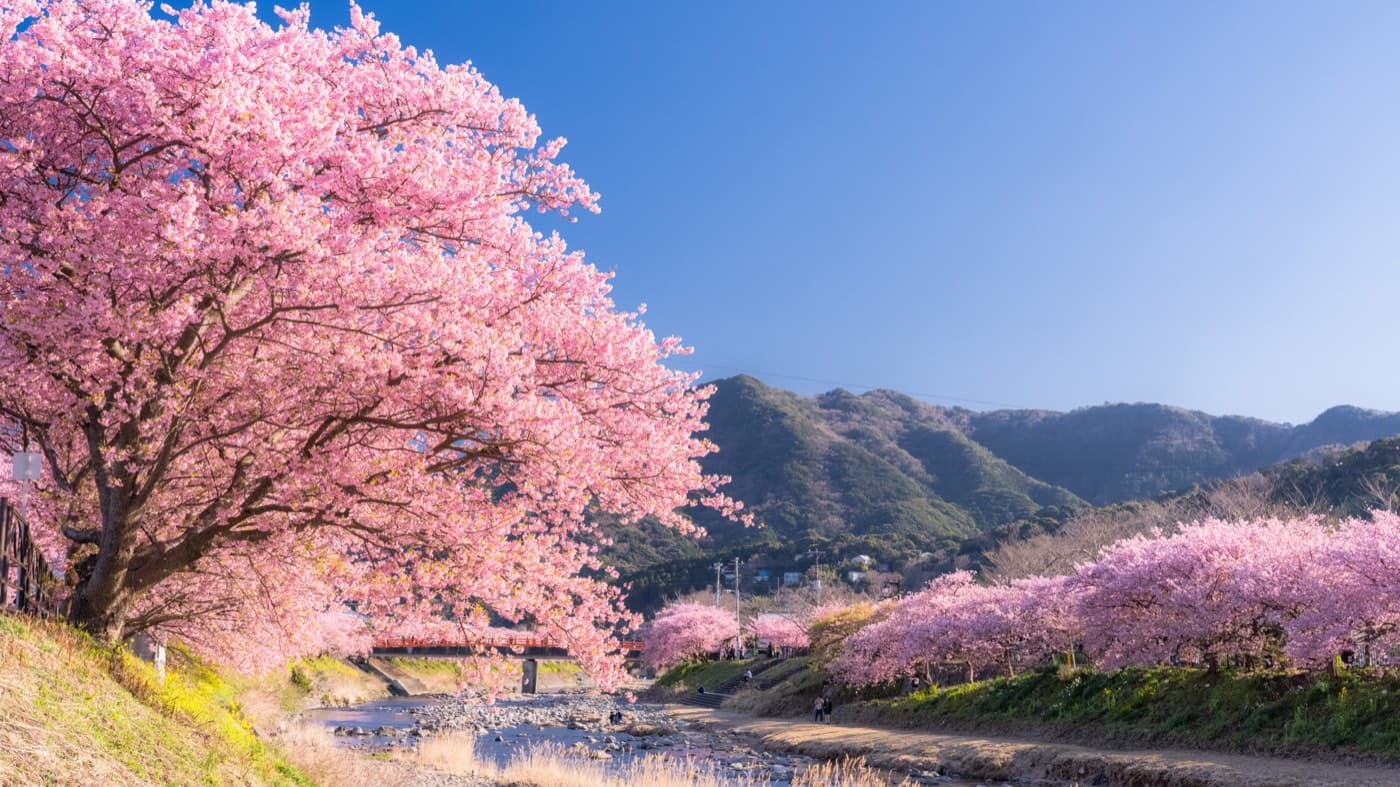 Kawazu Cherry Blossom Festival 2027: A Self-Guided Traveler's Complete Guide