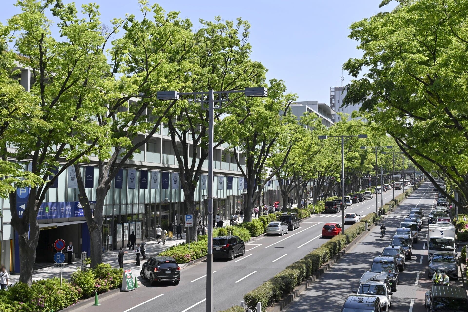 The keyaki tree-lined main avenue in Omotesando, Tokyo