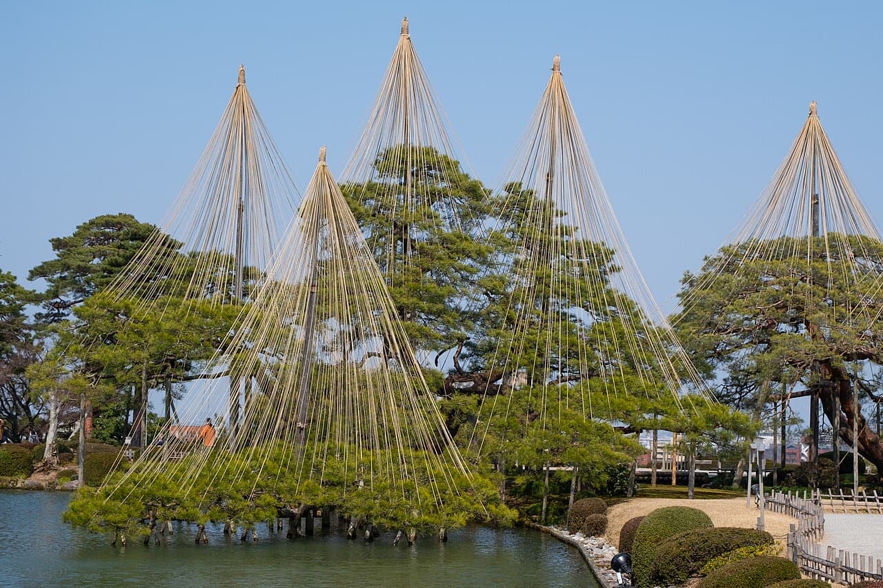 Conical frames of ropes rising over the pines beside a pond at Kenrokuen garden