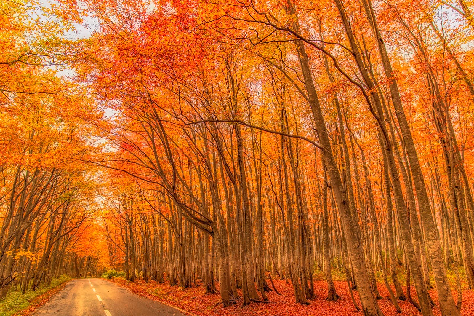 A quiet road tunnelling through tall golden beech trees in autumn