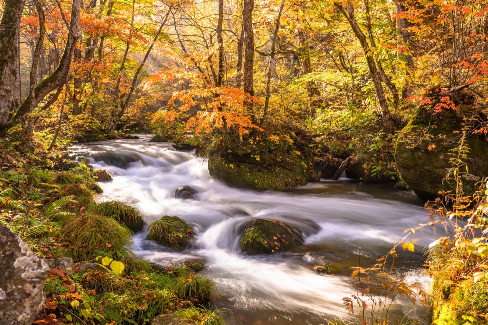 Tohoku Autumn Leaves 2026: A Self-Guided Guide to Oirase Stream and Lake Towada