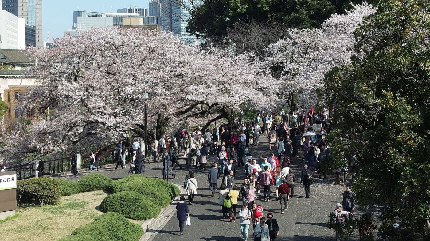 Tokyo Cherry Blossom 2027: A Self-Guided Traveler's Planning Guide
