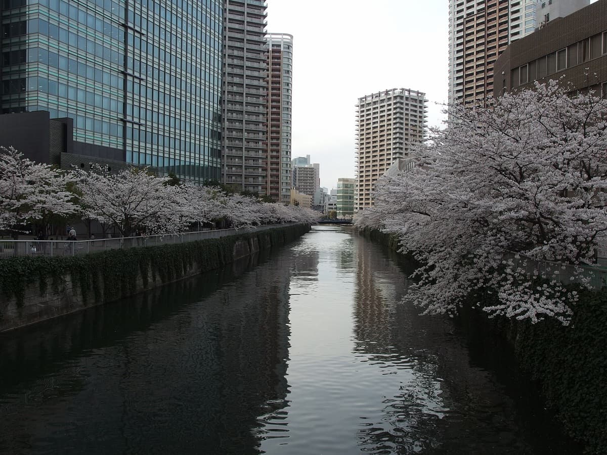 Cherry trees in full bloom arching over the Meguro River canal in Nakameguro, Tokyo, with apartment towers behind