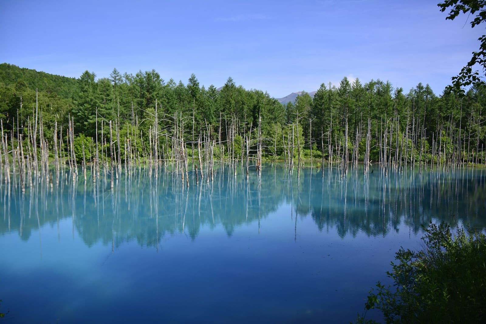 The vivid turquoise water and bare tree trunks of the Blue Pond near Biei, Hokkaido