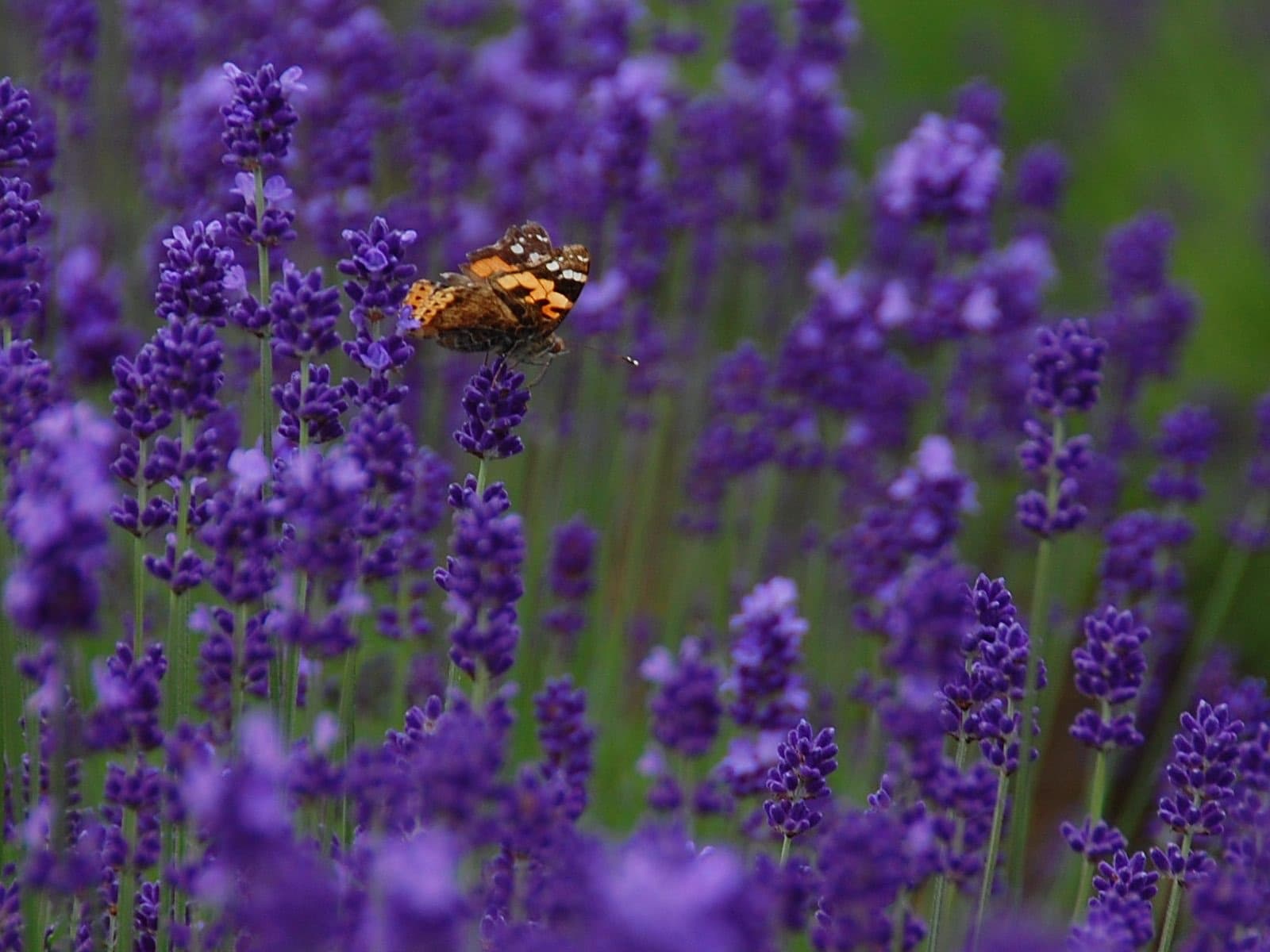 Rows of purple lavender at Farm Tomita in Furano, Hokkaido, with green hills behind