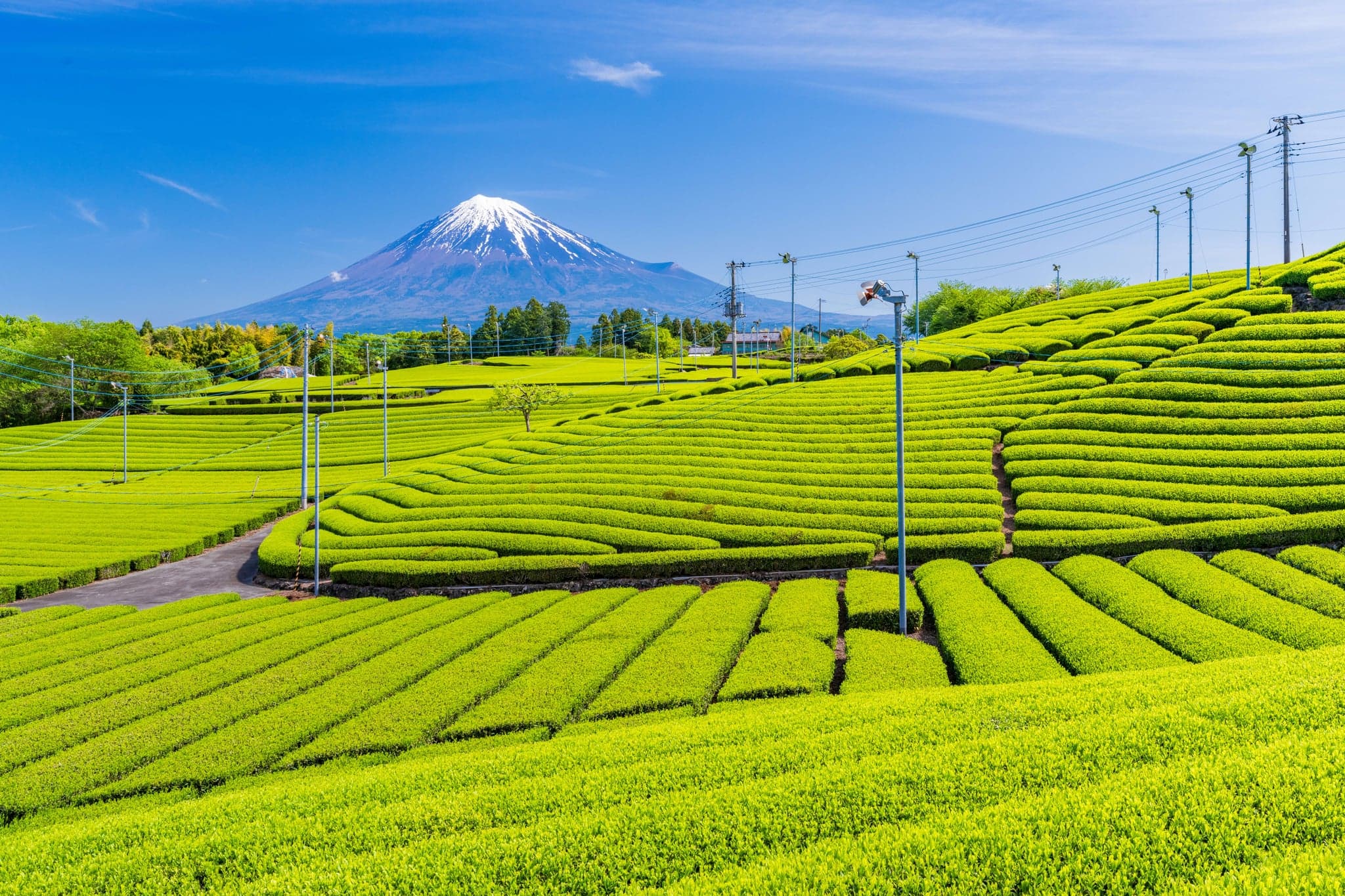 Rows of green tea fields in Shizuoka with snow-capped Mount Fuji behind