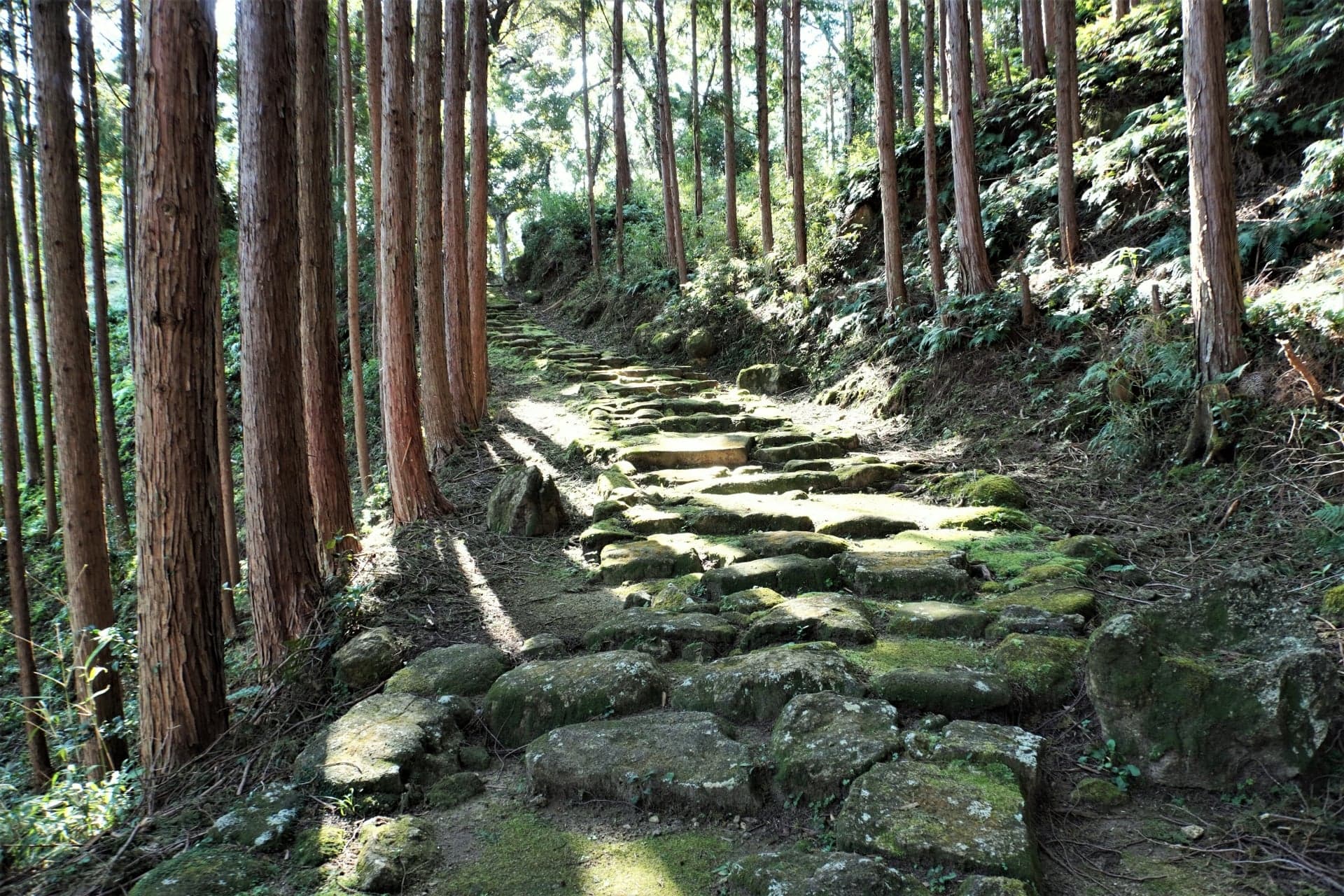 Moss-covered stone steps of the Kumano Kodo pilgrimage path through a cedar forest