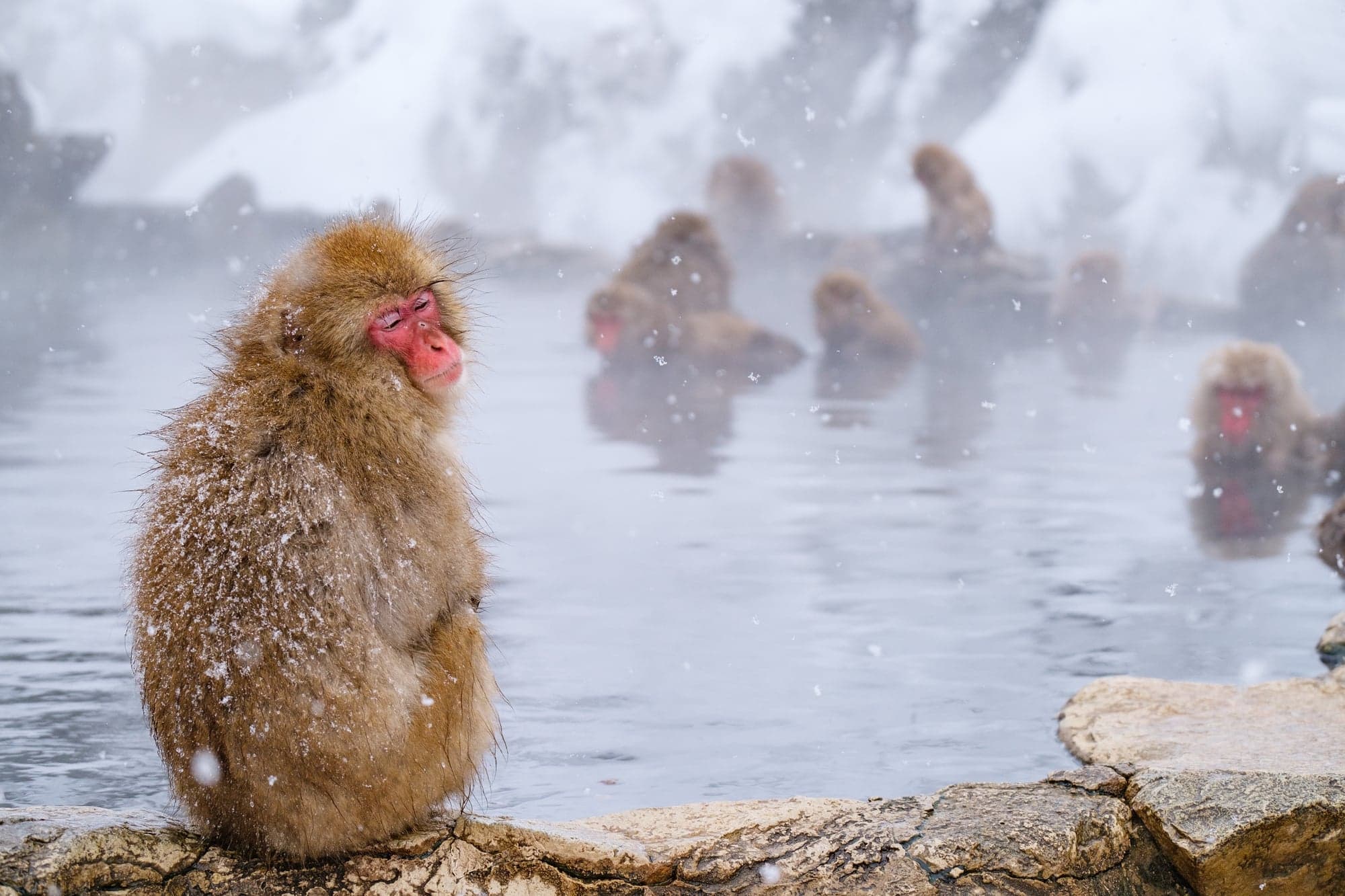 A snow monkey sitting on a rock beside the steaming pool, with other monkeys bathing behind it
