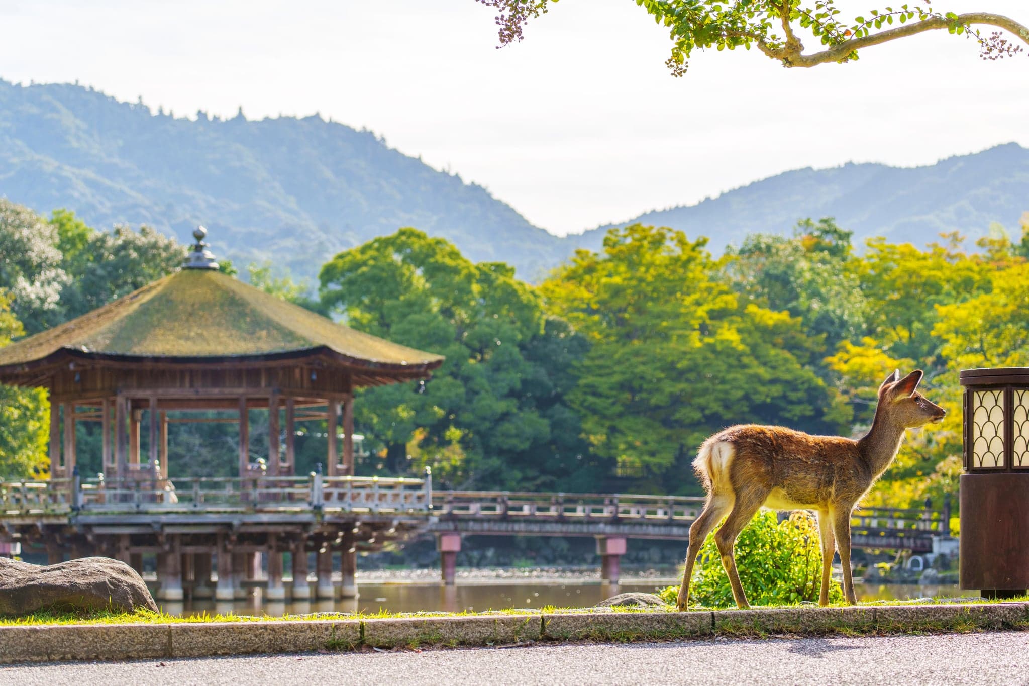 A young deer standing by a pond in Nara Park near the Ukimido pavilion with hills behind