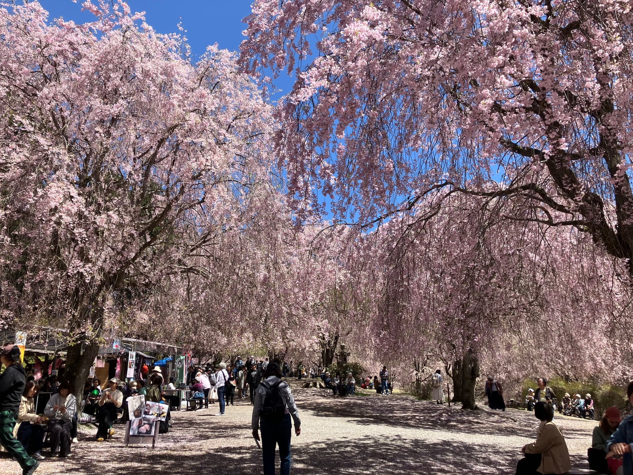 Japan Cherry Blossom Tours 2027: Peak Dates, Real Prices and Self-Guided Routes From $900