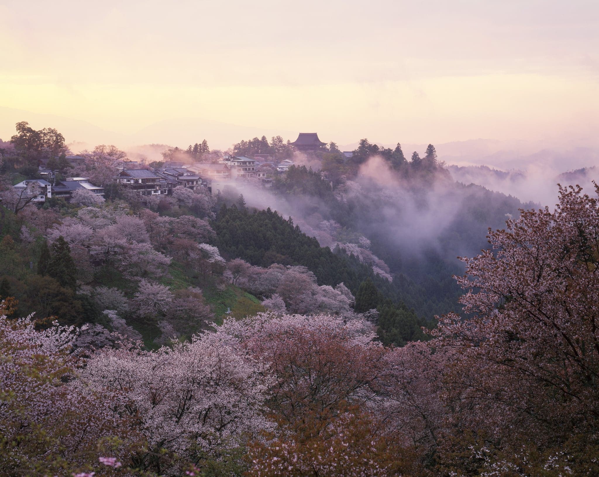 Yoshino mountainside covered in blooming cherry trees at dawn, with mist and a large temple hall on the ridge