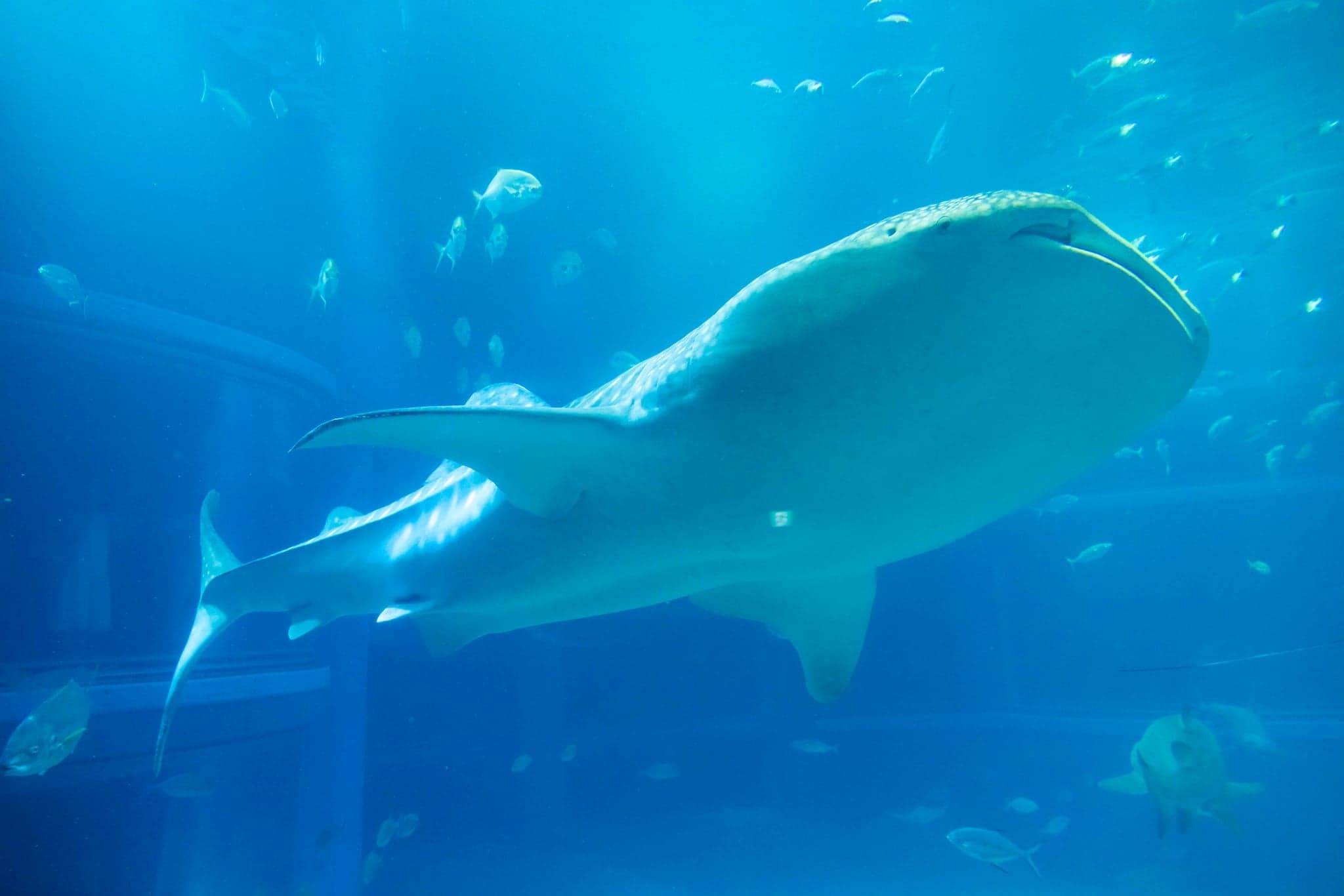Whale shark swimming in the main tank at Osaka Aquarium Kaiyukan