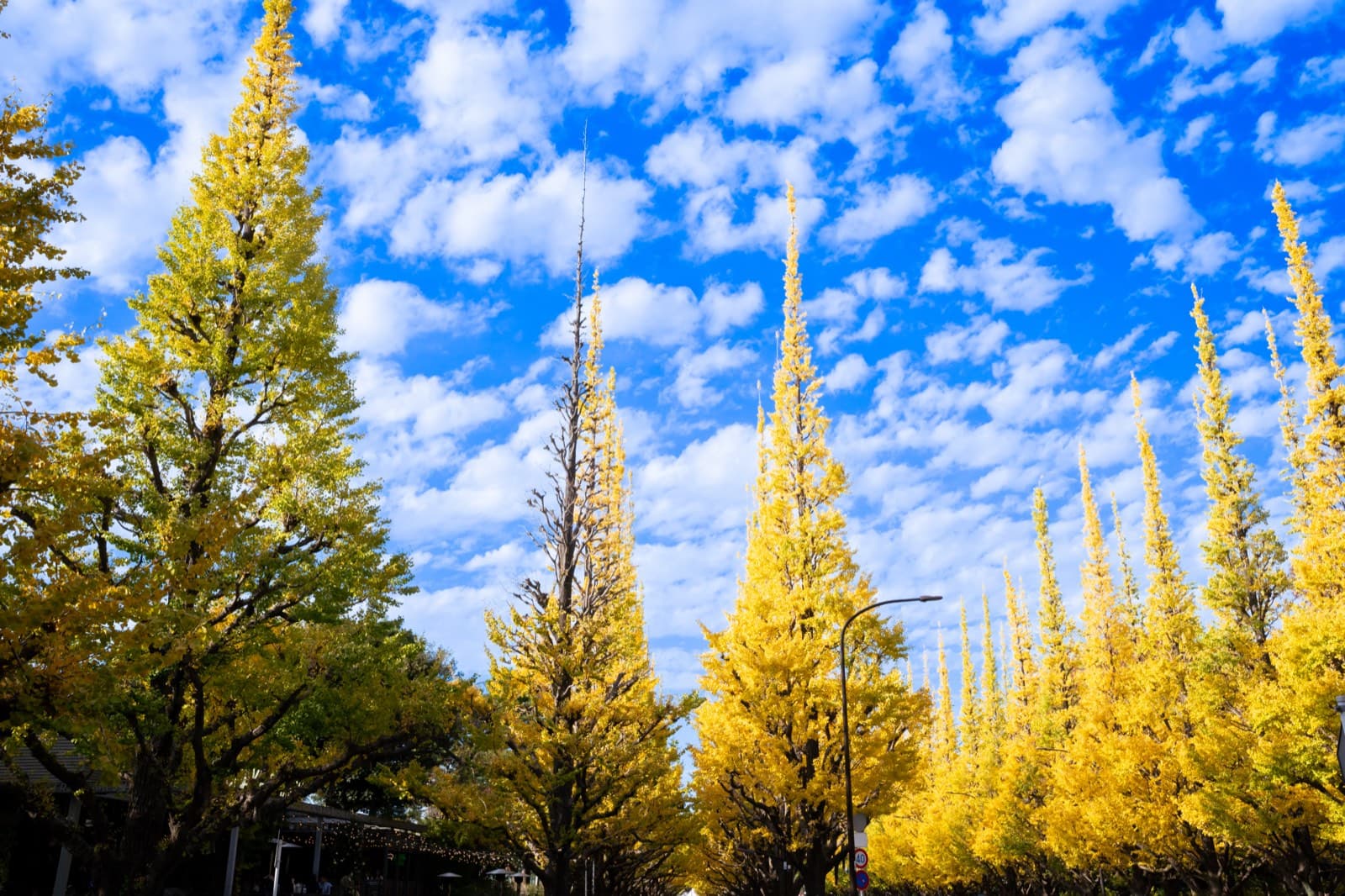 Autumn in Japan 2026: Weather, Food, Routes & Trip Planning