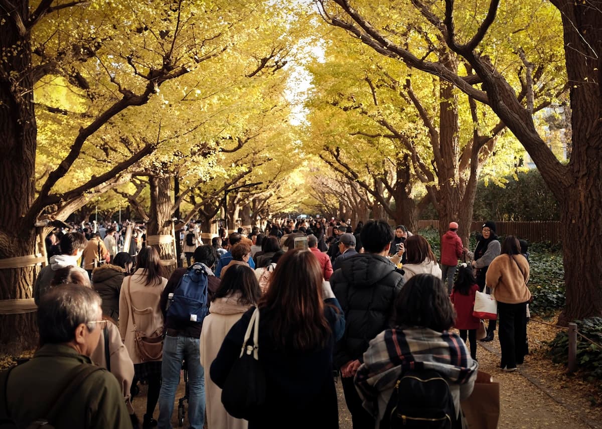 Visitors walking under an avenue of golden ginkgo trees at Meiji Jingu Gaien in autumn