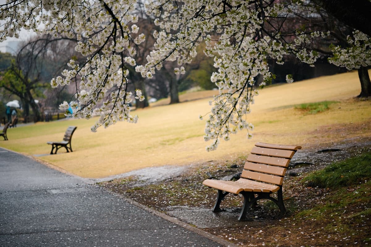 Cherry blossom branches over a path and wooden benches on the lawns of Shinjuku Gyoen