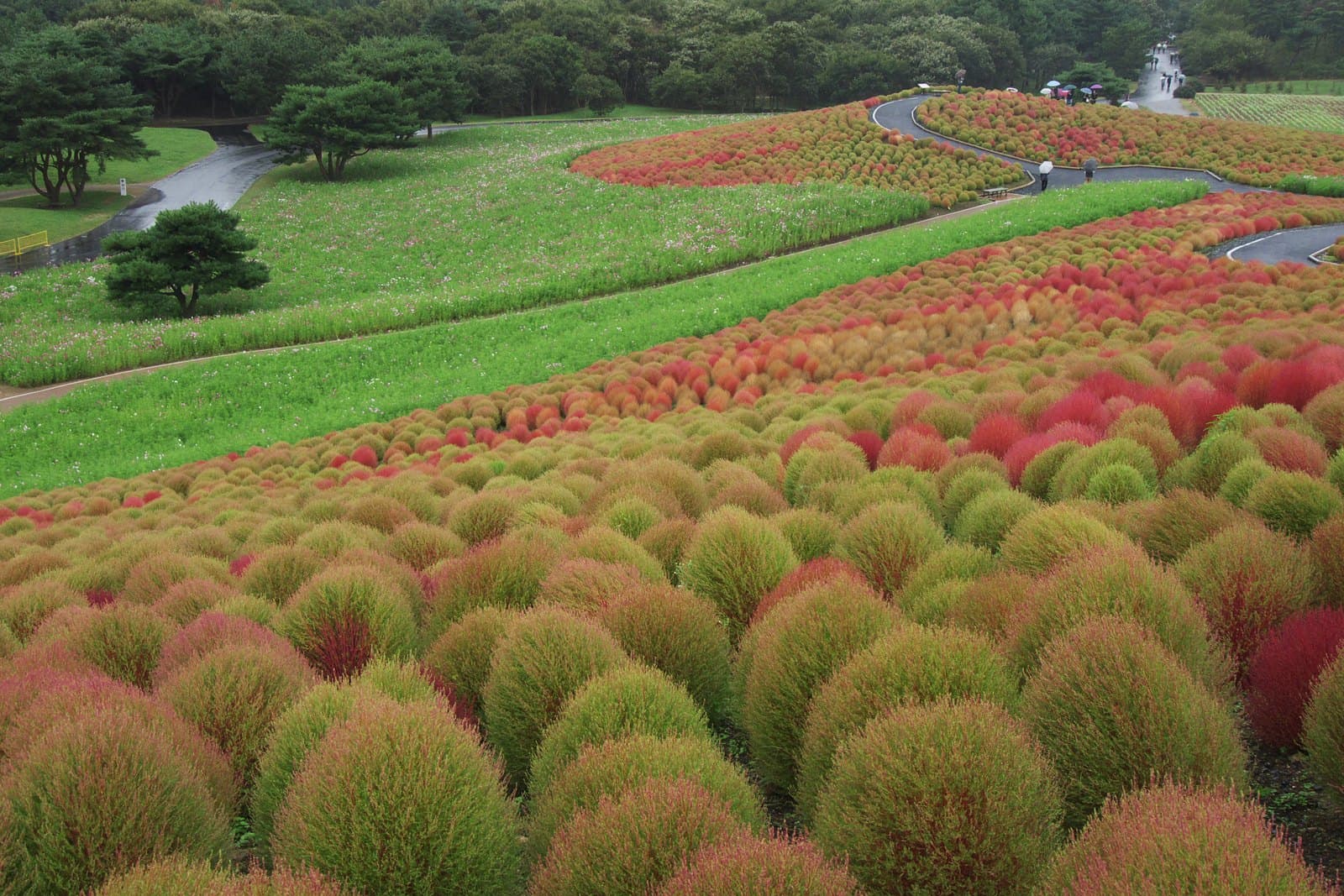 Arbustos de kochia rojos y verdes en una colina del parque Hitachi Seaside