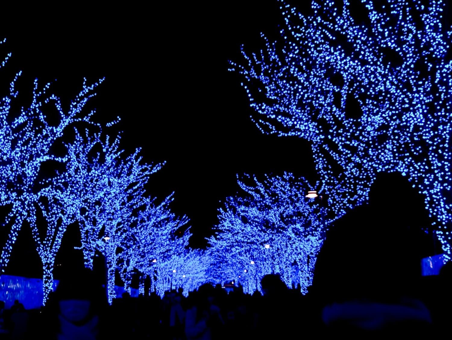 Japan in December: A Complete Guide for Planning Your Winter Trip