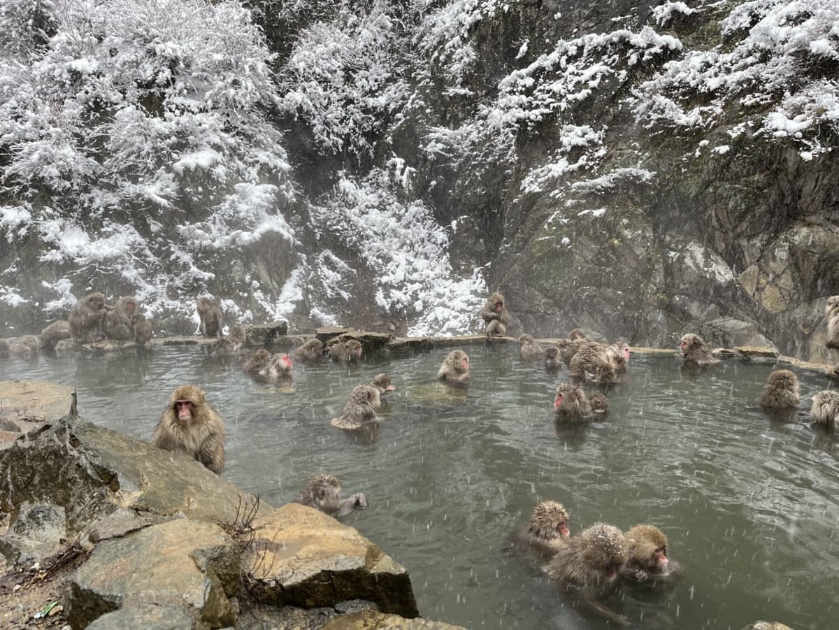 A troop of Japanese macaques bathing in a steaming hot spring at Jigokudani in Nagano while snow falls, with snow-laden trees on the cliff behind