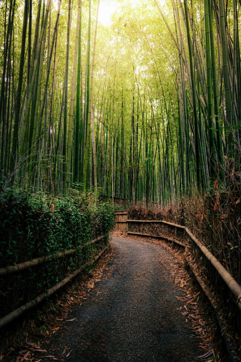 A narrow path curving through tall green bamboo in the Arashiyama Bamboo Grove with sunlight above