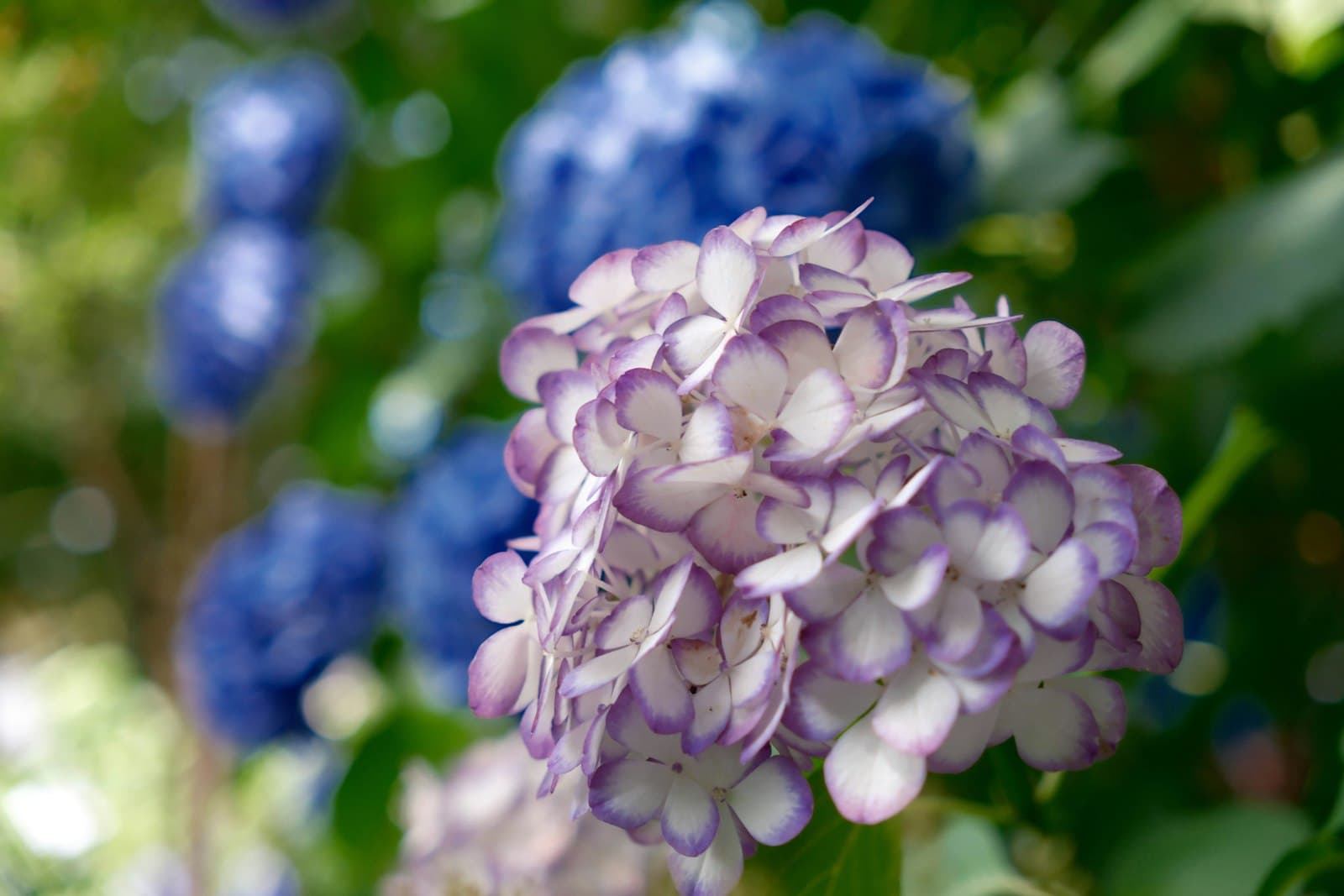 Japan in June 2026: Rainy Season, Hydrangeas & Half-Price Tokyo