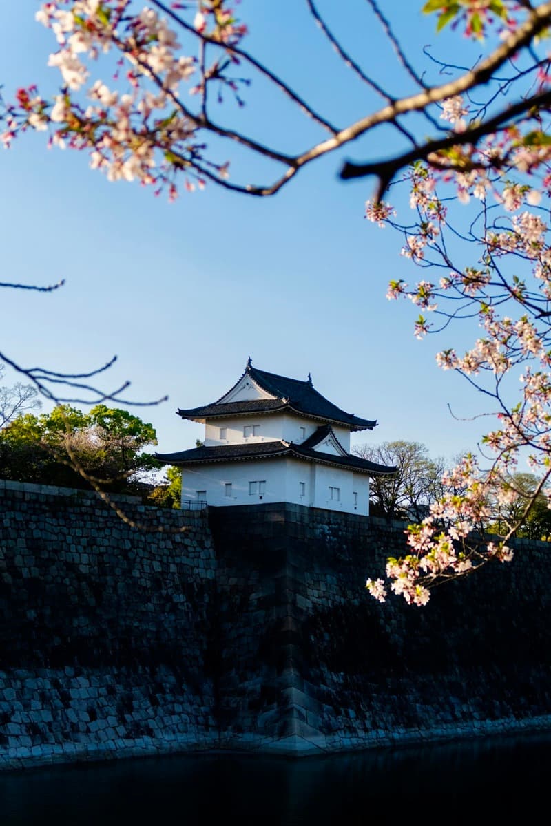 Una torreta blanca del castillo de Osaka sobre una muralla de piedra, enmarcada por ramas de cerezo en flor