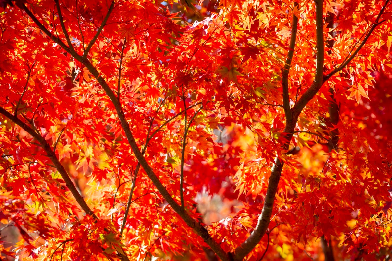 Japan in November: A Practical Guide for Self-Guided Travellers