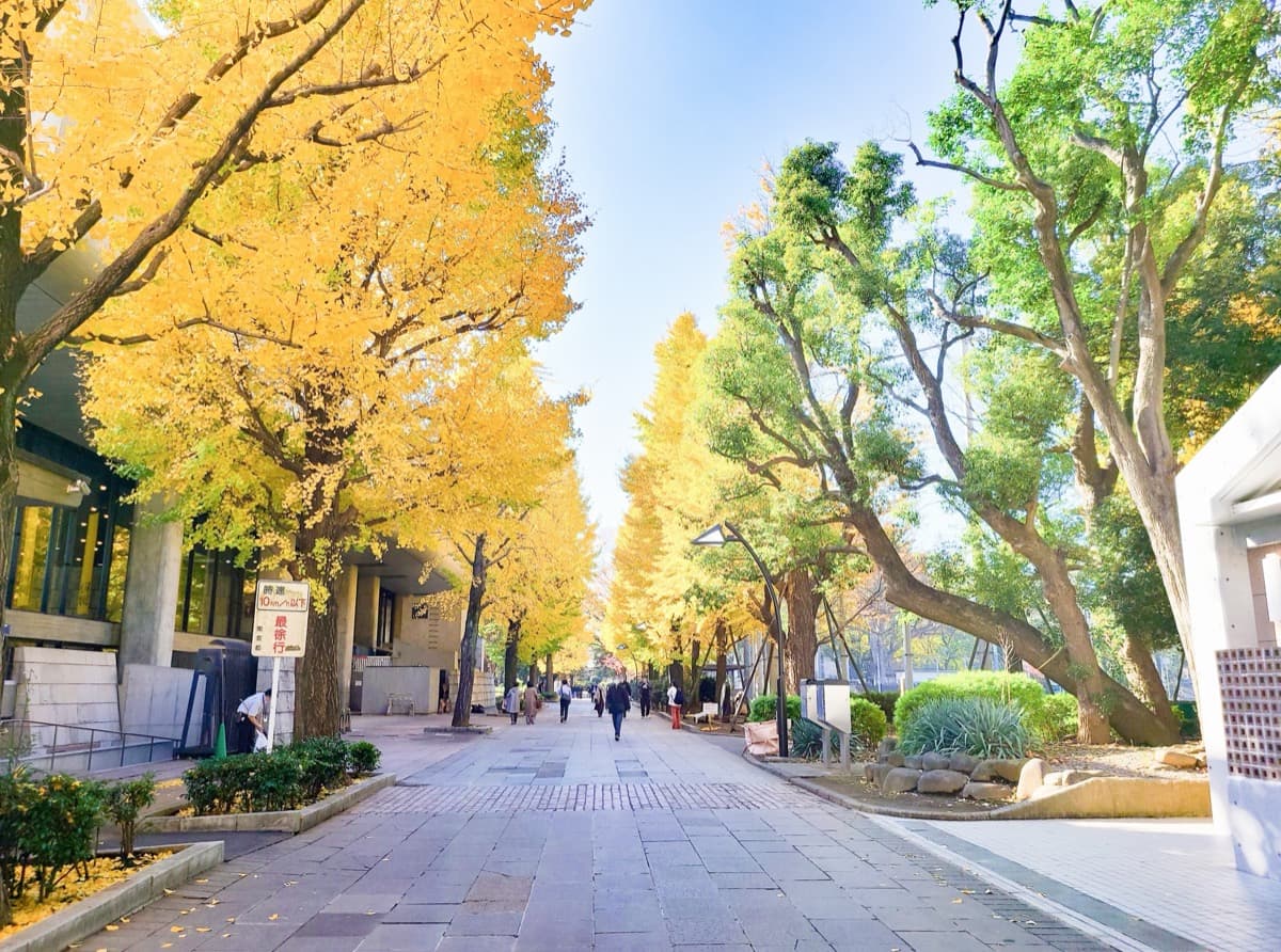An avenue of ginkgo trees in golden leaf along a wide pedestrian street in Tokyo, with a few people walking under a clear blue sky in late autumn