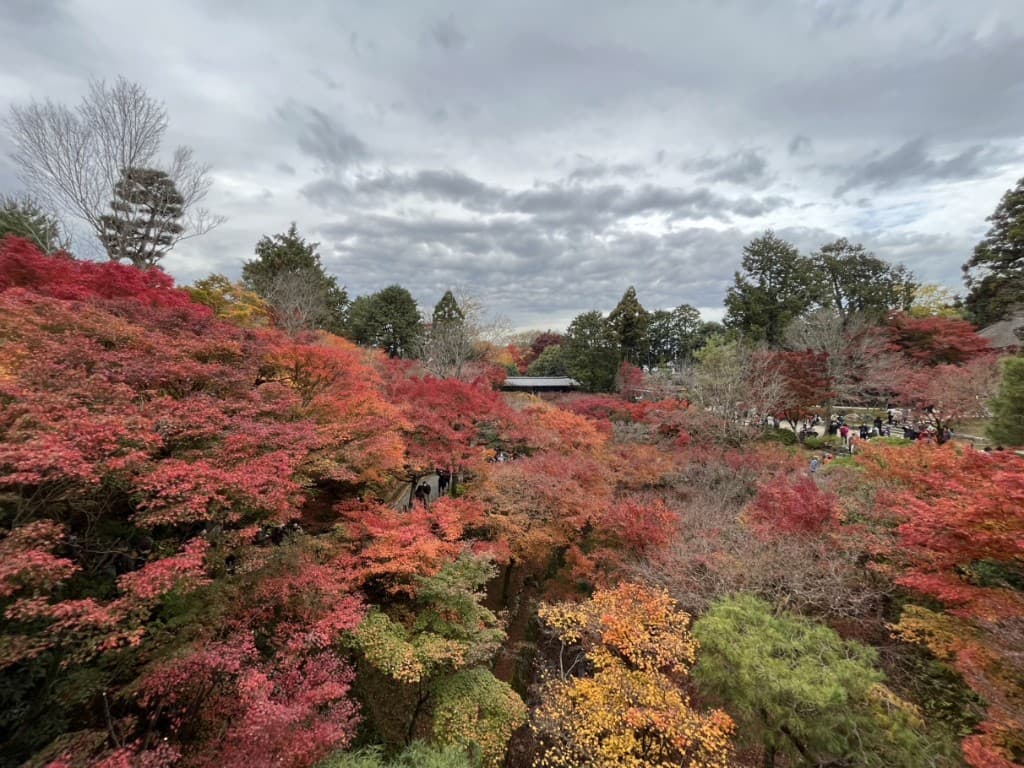 Sea of red and orange autumn maple leaves at a Kyoto temple