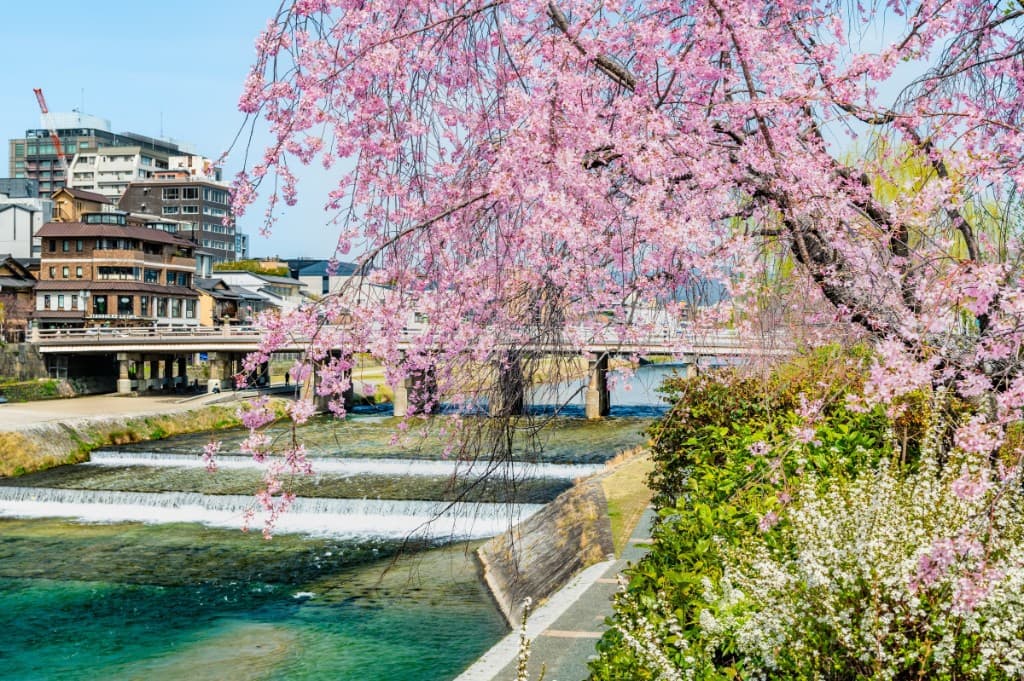 Kamogawa river in Kyoto with cherry blossoms