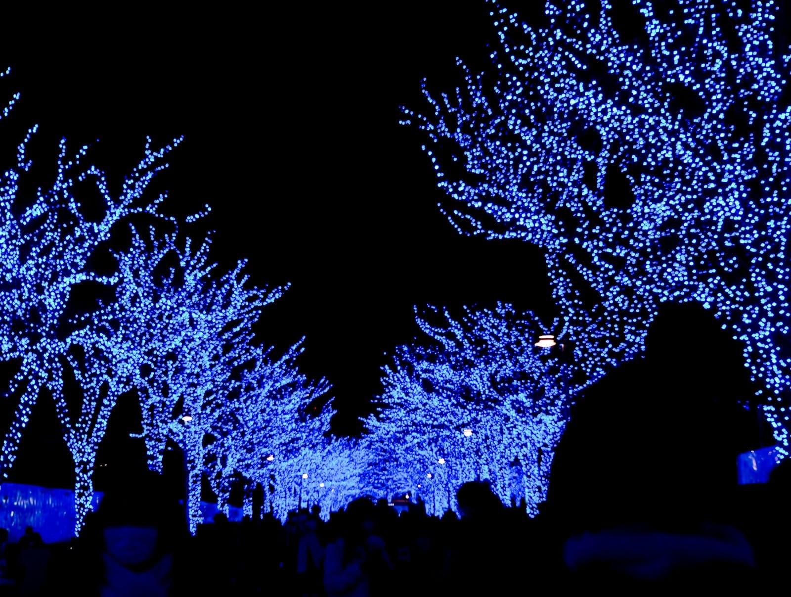 Japan Winter Illuminations 2026: The Traveler's Guide to Nabana no Sato and Tokyo's Best Light Displays