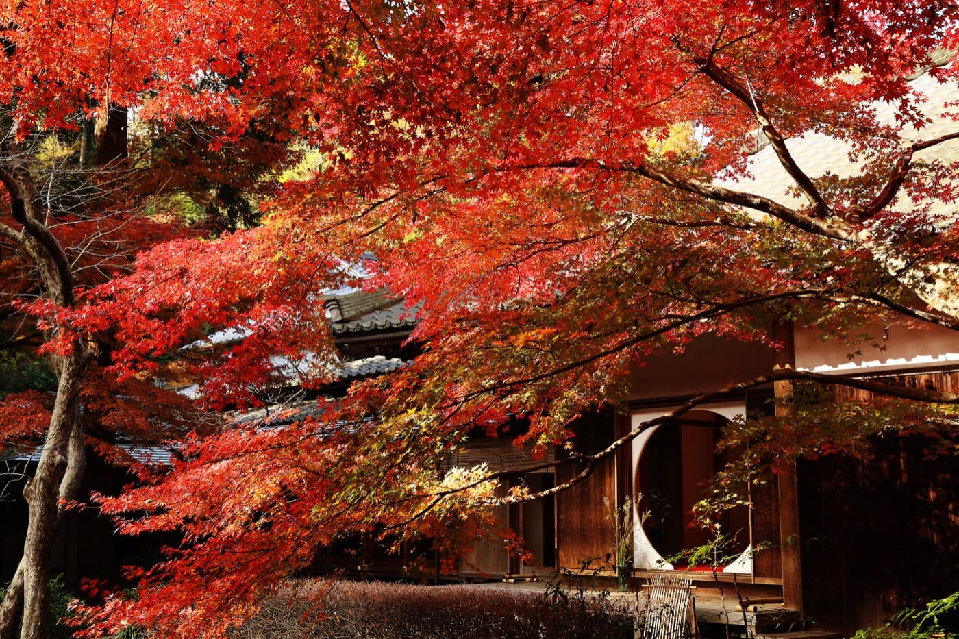 Kamakura Autumn Leaves 2026: A Self-Guided Guide to Fall Foliage in the Ancient Capital