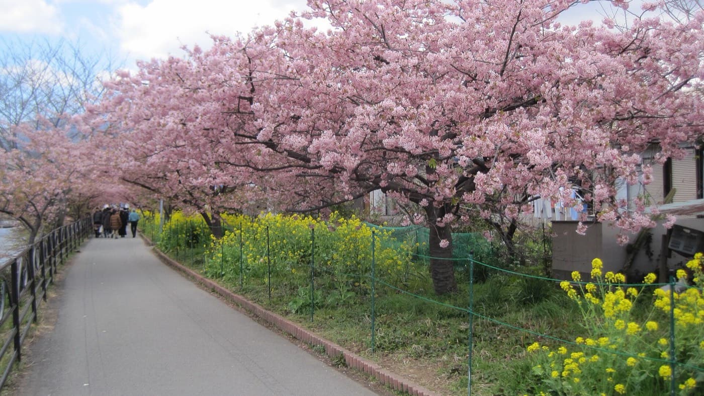 Kawazu Cherry Blossom Festival 2027: A Self-Guided Traveler's Complete Guide