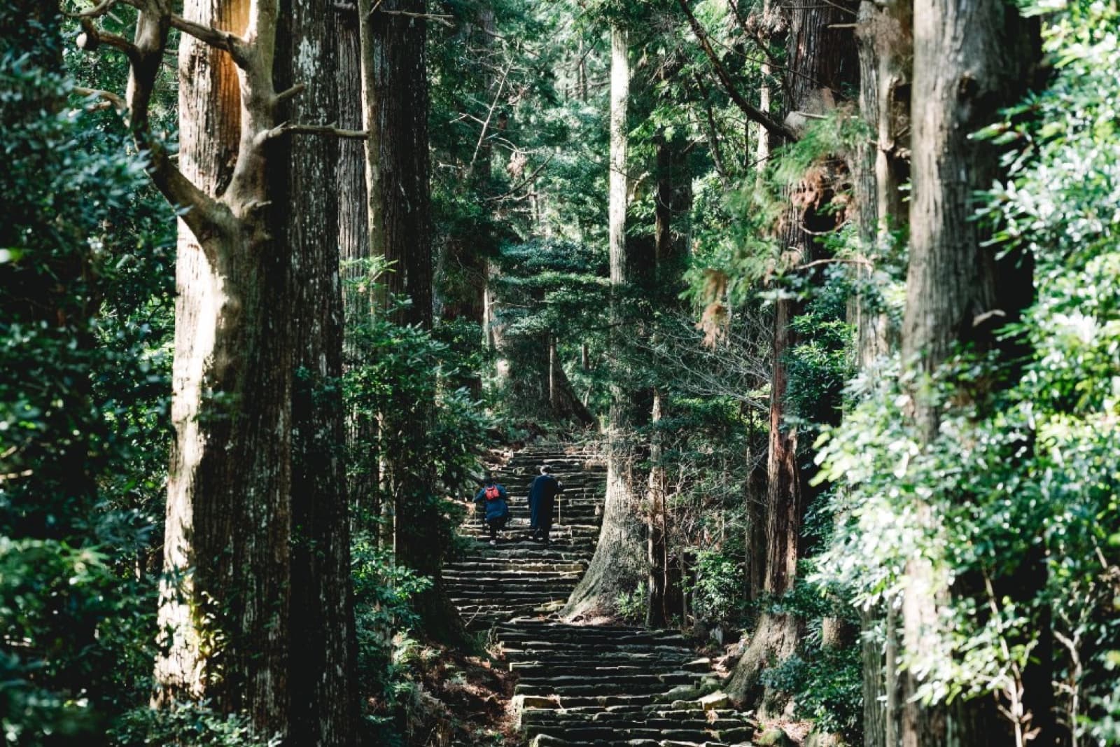 Die moosbewachsene Steintreppe Daimon-zaka zwischen alten Zedern hinauf zum Kumano Nachi Taisha