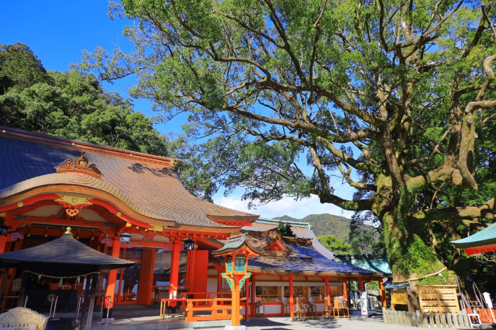 Die zinnoberroten Gebäude des Kumano Nachi Taisha neben einem riesigen heiligen Kampferbaum