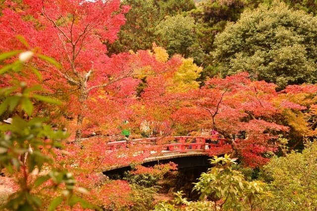 Miyajima Autumn Leaves 2026: A Self-Guided Guide to Momijidani, Mt Misen and Beyond