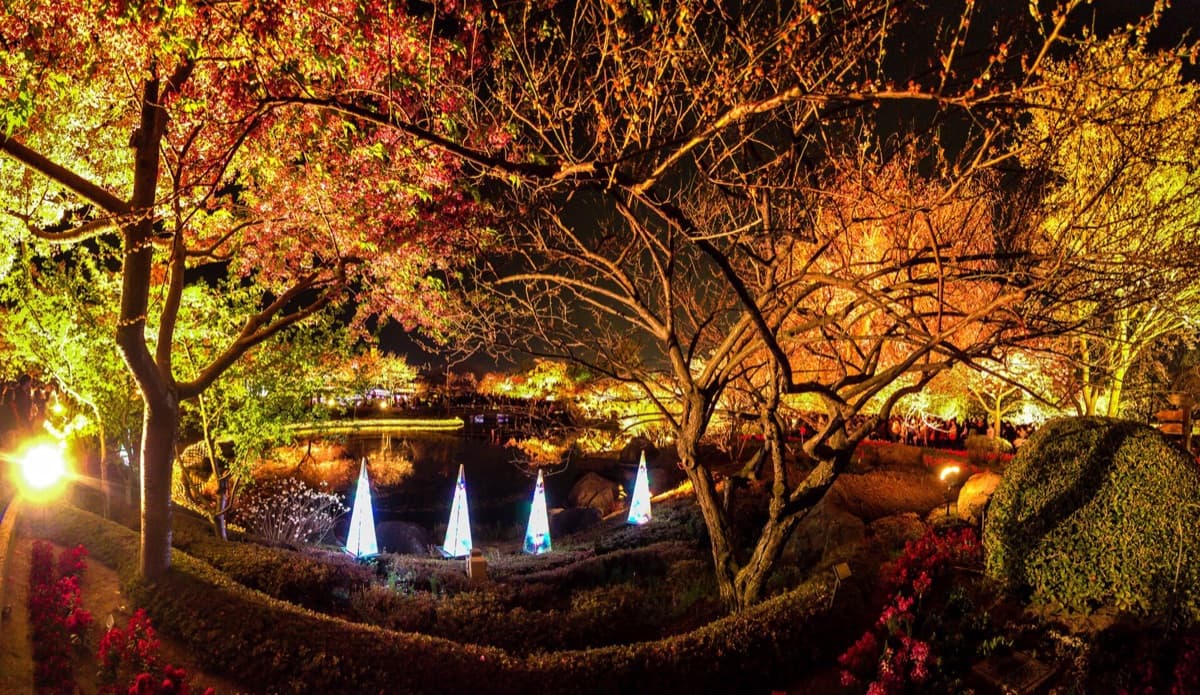 Maple trees in red and orange autumn leaves lit up at night along a garden path, with small cone-shaped lights