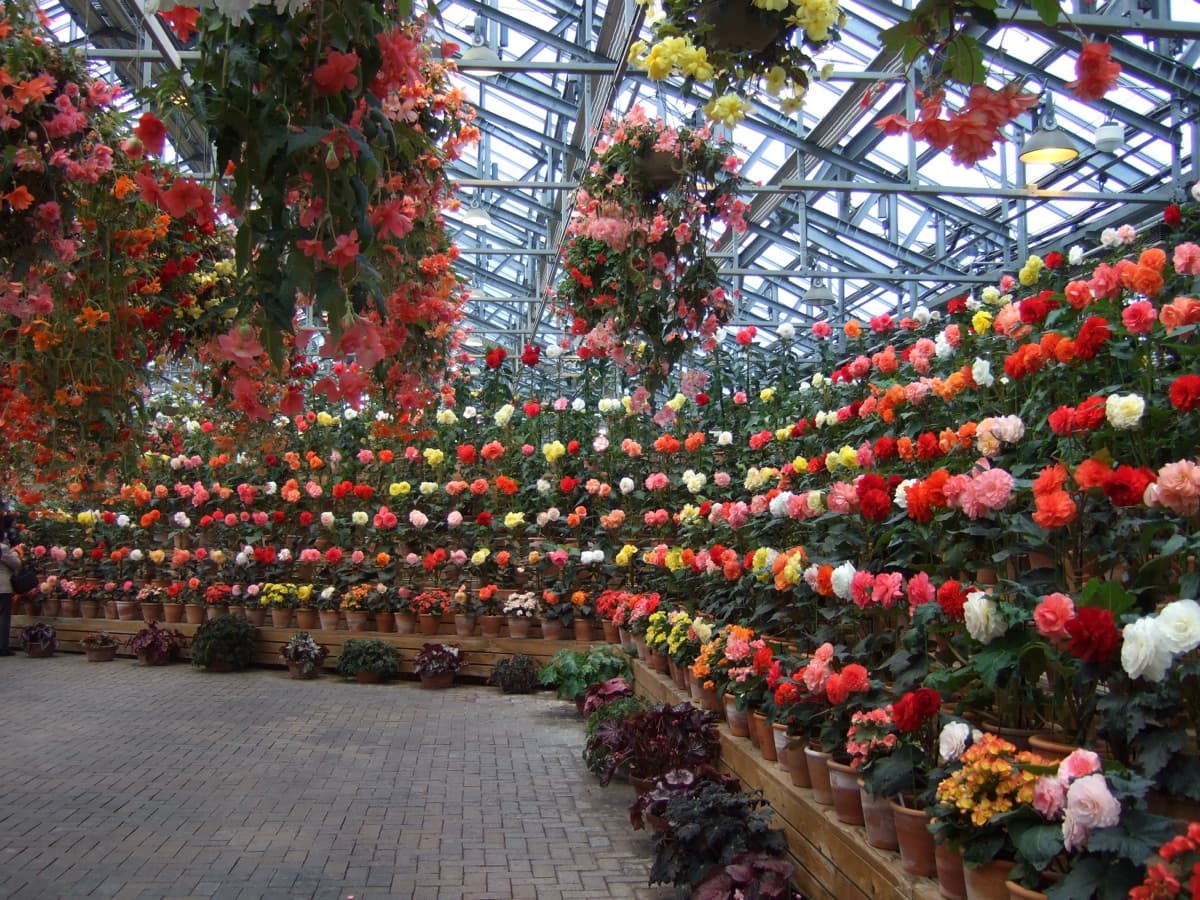 Rows of red, pink, white and yellow begonias hanging and potted along a path inside the Begonia Garden greenhouse