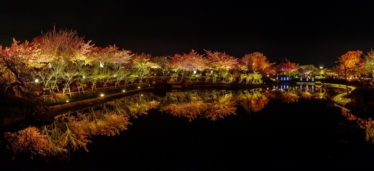 A line of illuminated trees in autumn colors reflected in the still pond at night